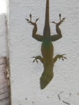 lizzard on wall